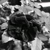 zizahu05