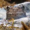 bear_thefrog