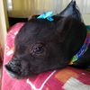 la_chancha_kirara