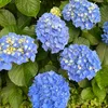 __a_558