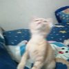 paiijit