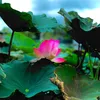 netdepquehuong