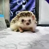 bmo_hedgehog