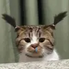 kisskatzbae