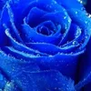 tina_tran73