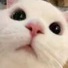 ihugstar
