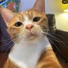 kesukaankucing