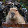 zen_capybaras