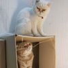 catsruletheworld11