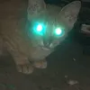 usernglong