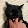 ctcatctcat