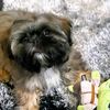 cryptotheshihtzu210