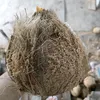 bocilkelapatua
