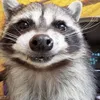 pqiagee