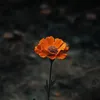 ntngocbich__