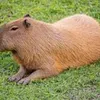 campos_capivara