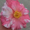 camelia2020_