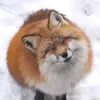 coridollz