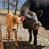littlebitlaceyhomestead