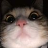 bribemewithsomesnacks