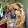 baylee_the_pyrenees_mix