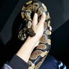 aurora_elif_yahya
