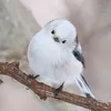 zukachaan