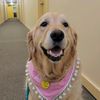 hula.the.therapy.dog