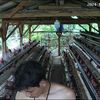 iqbalfarm24