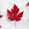 canadianguy1981