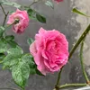 doremi_978