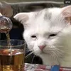 gato_putook