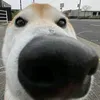 godstaly