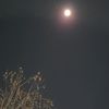 a_moonlight_lover