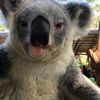pampamkoala