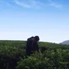 _dajek