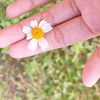 aster__rb