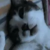 nina_gi0