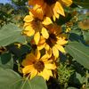 sunflower.abc