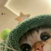 mint_415_