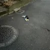 yy_zz_yo