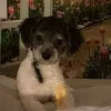 charmingcamthepoodle