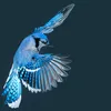 bluebirdhighinthesky