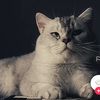 meoong001