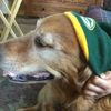 spuddog_awsome