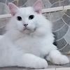 lala_22_hachi