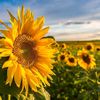 sunflower14133