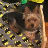 balootheyorkie
