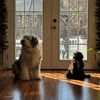 itsbensonthesheepdog21