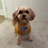 rosiethecavachon_x